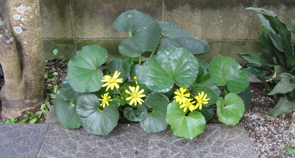 tuwabuki